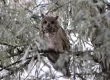 owl on tree