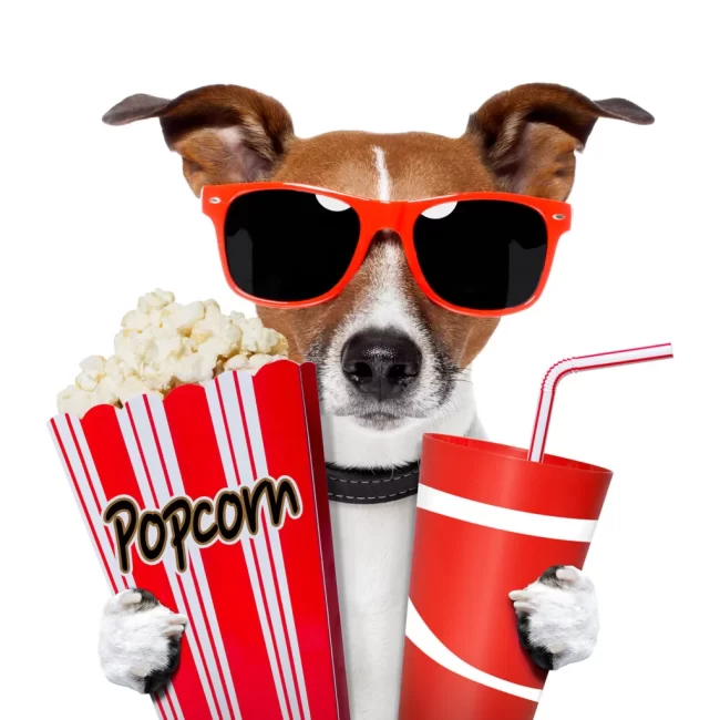 Dog watching a movie wearing eye glass with popcorn and coke