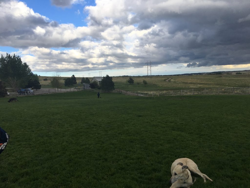 Dog Park by Bayou Gulch regional park in Parker Colorado