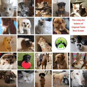 the pets of osgood team agents