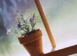 Purple Flowers on Windowsill