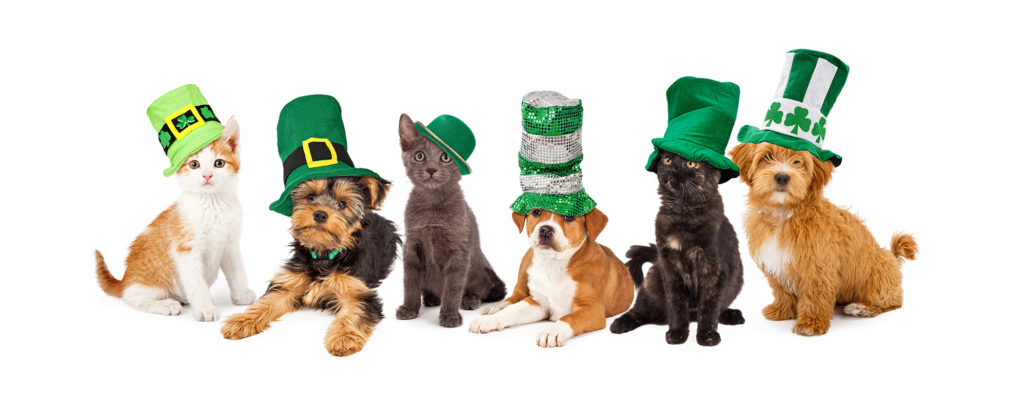 a row of dogs/puppies with saint patricks day hats on