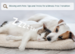 cover photo for a blog on moving with pets has a dog and cat taking a nap together